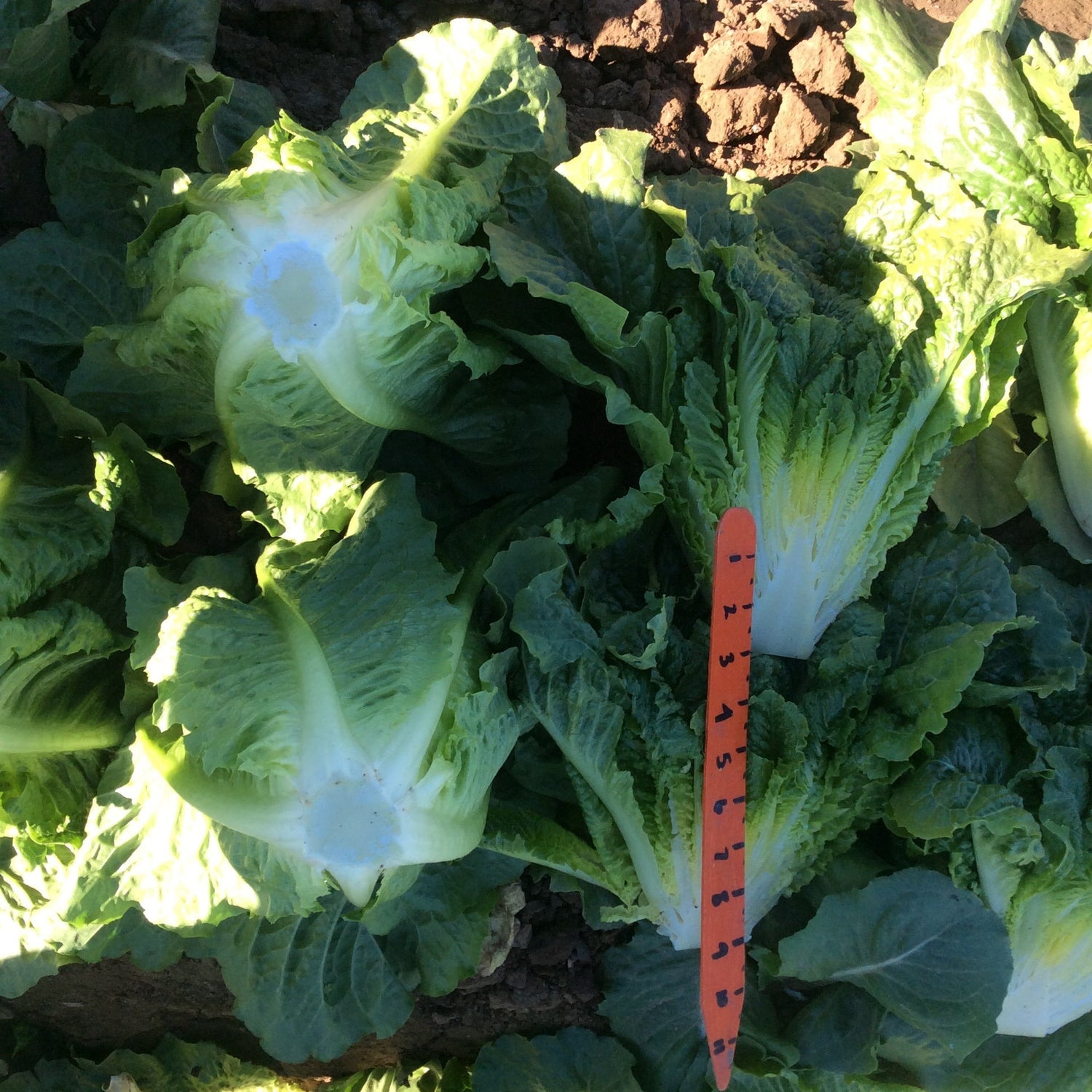 OP Green Romaine Lettuce - Arroyo