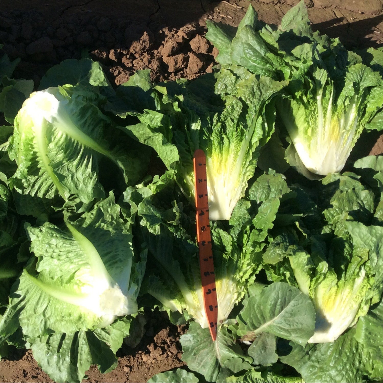 OP Green Romaine Lettuce - Arroyo