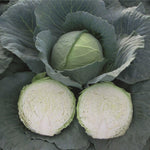 Hybrid Green Cabbage - Artost