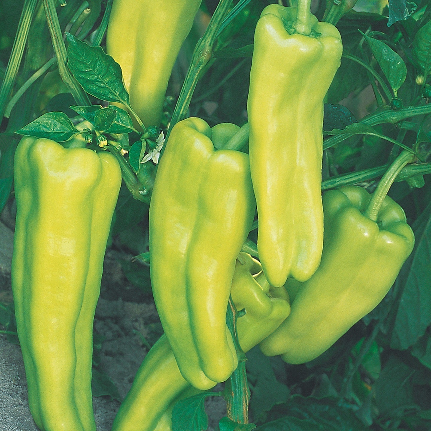 Hybrid Cubanelle Pepper - Aruba
