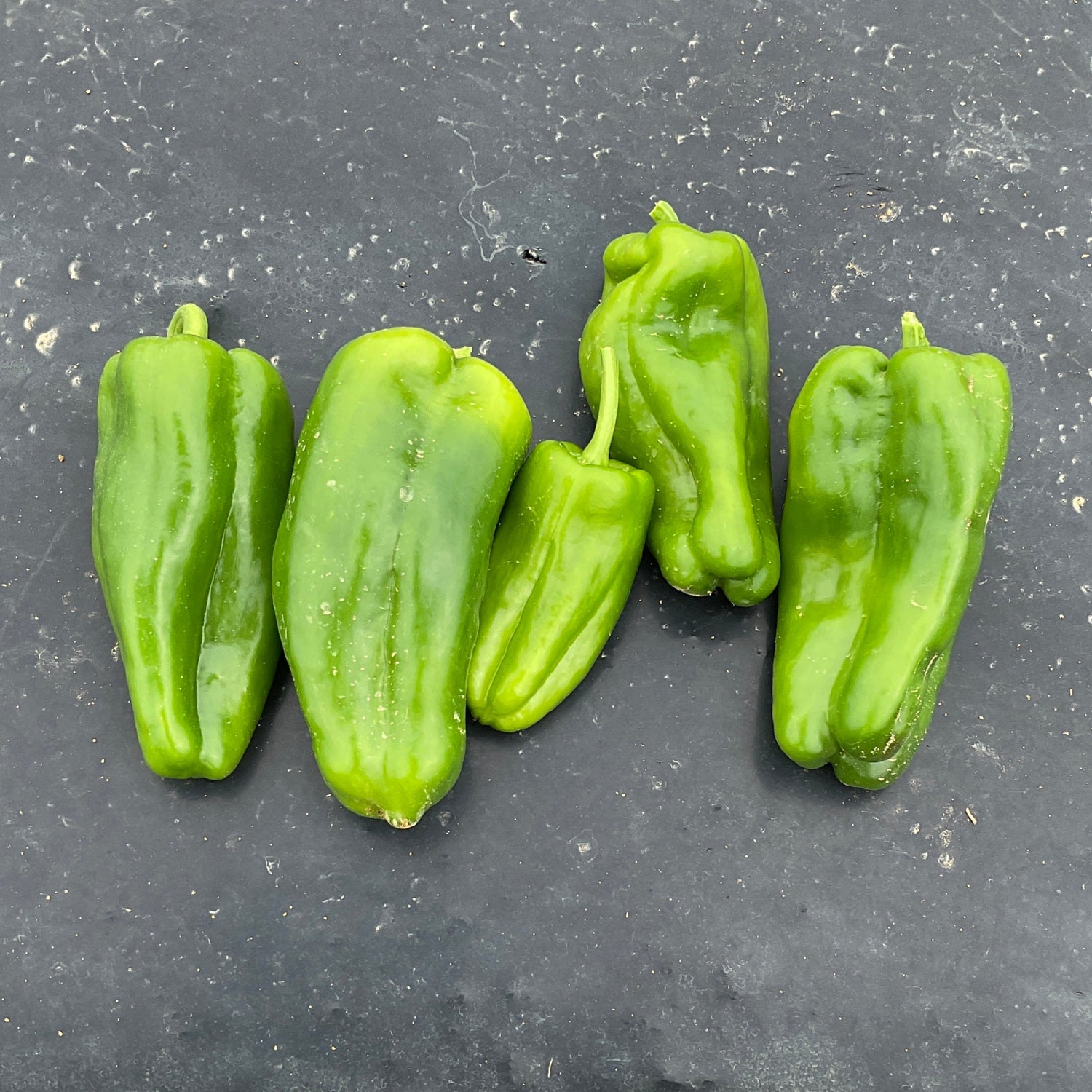 Hybrid Cubanelle Pepper - Aruba