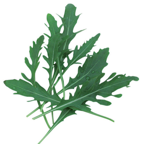 OP Arugula Greens - Venetia