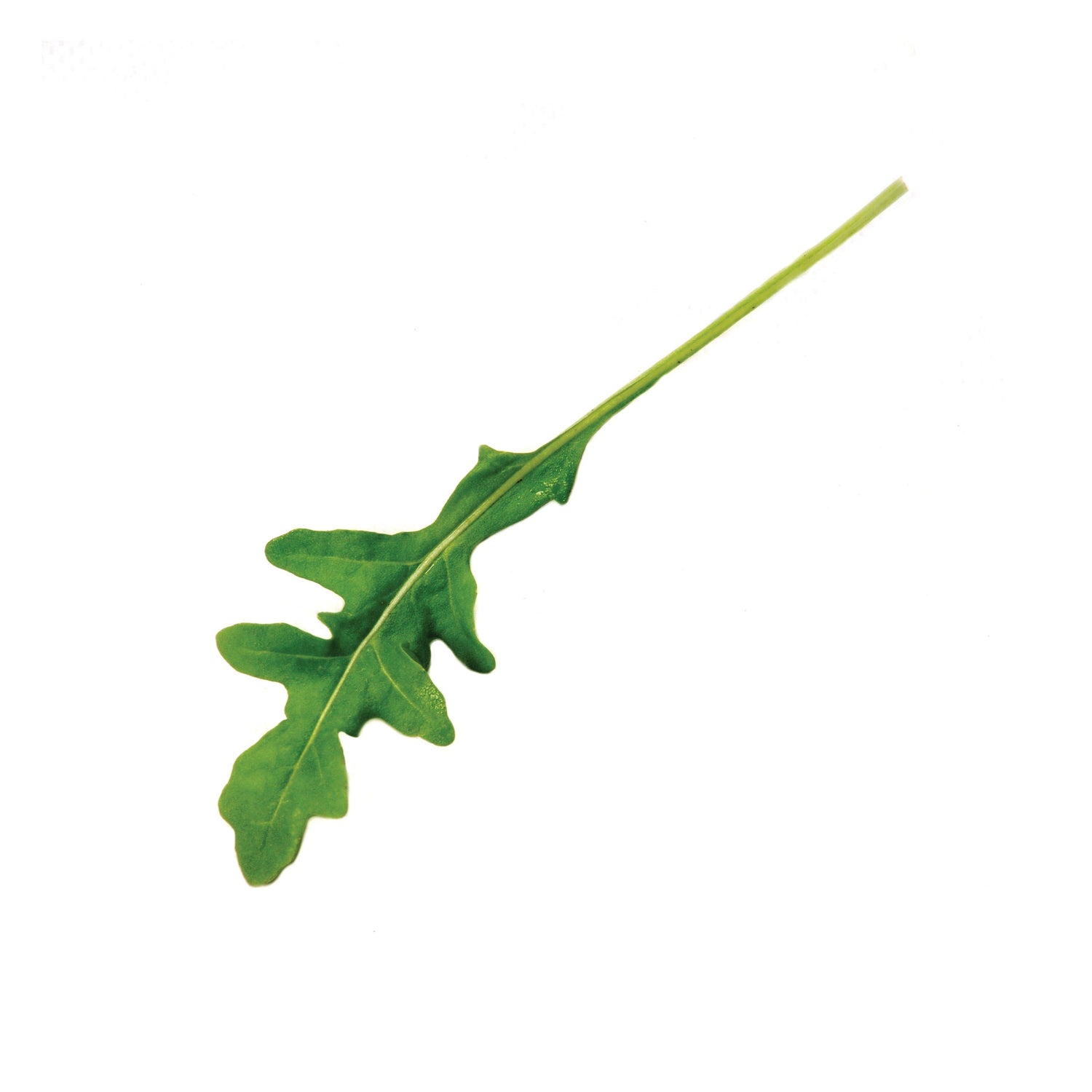 OP Arugula Greens - Grazia