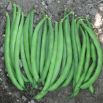 OP Green Bush Bean - Astoria