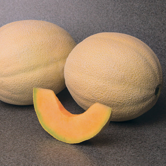 Hybrid Cantaloupe - Astound