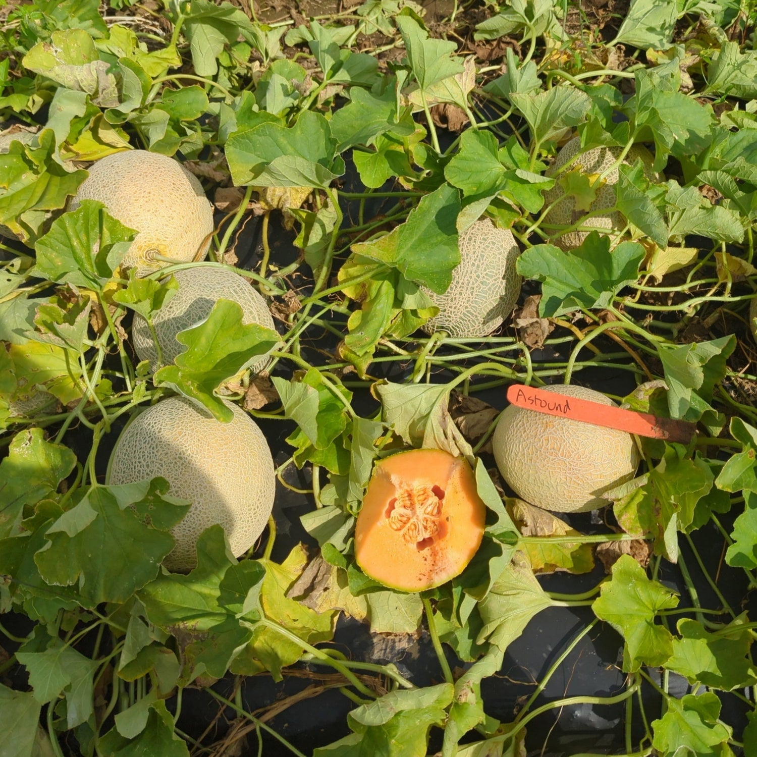Hybrid Cantaloupe - Astound