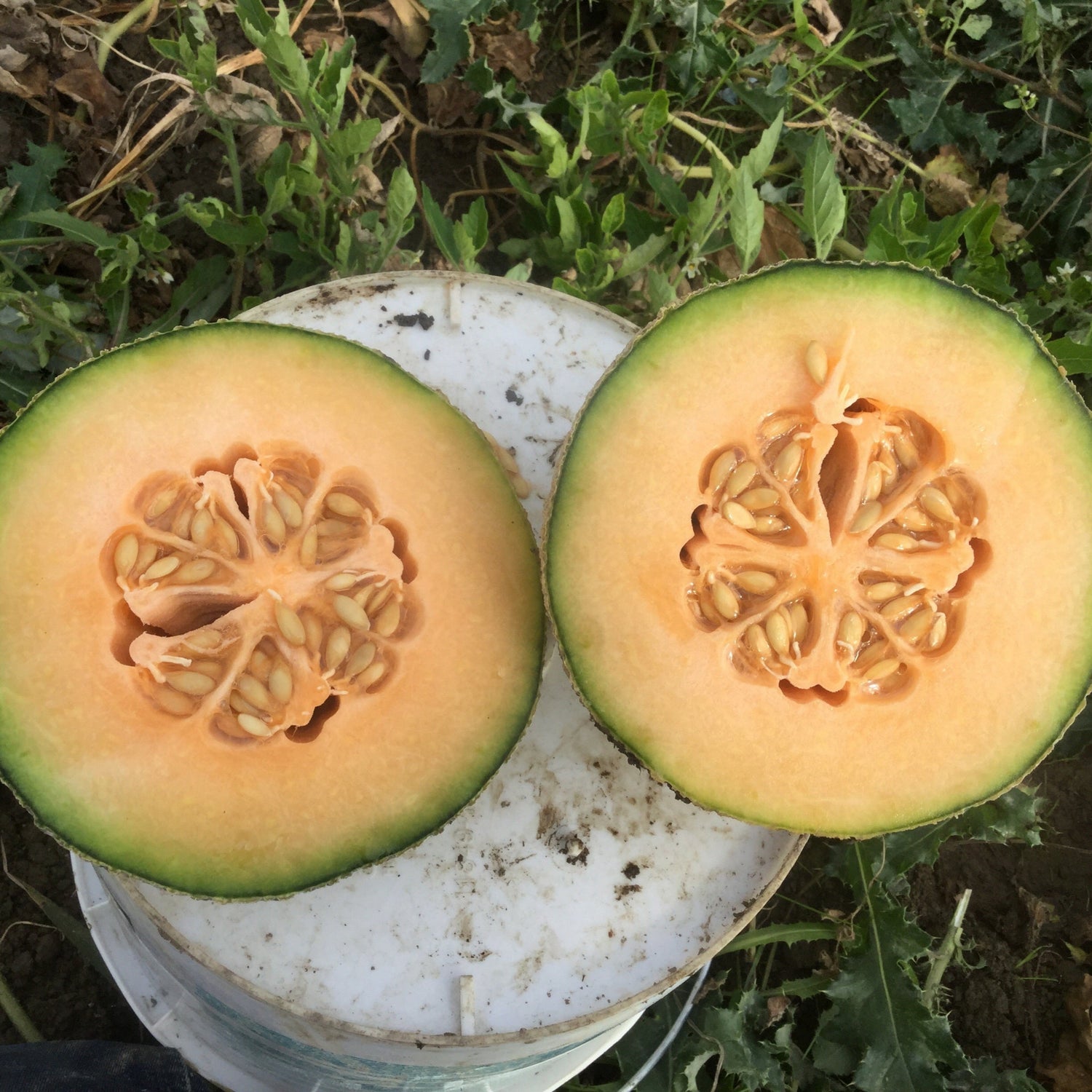 Hybrid Cantaloupe - Athena
