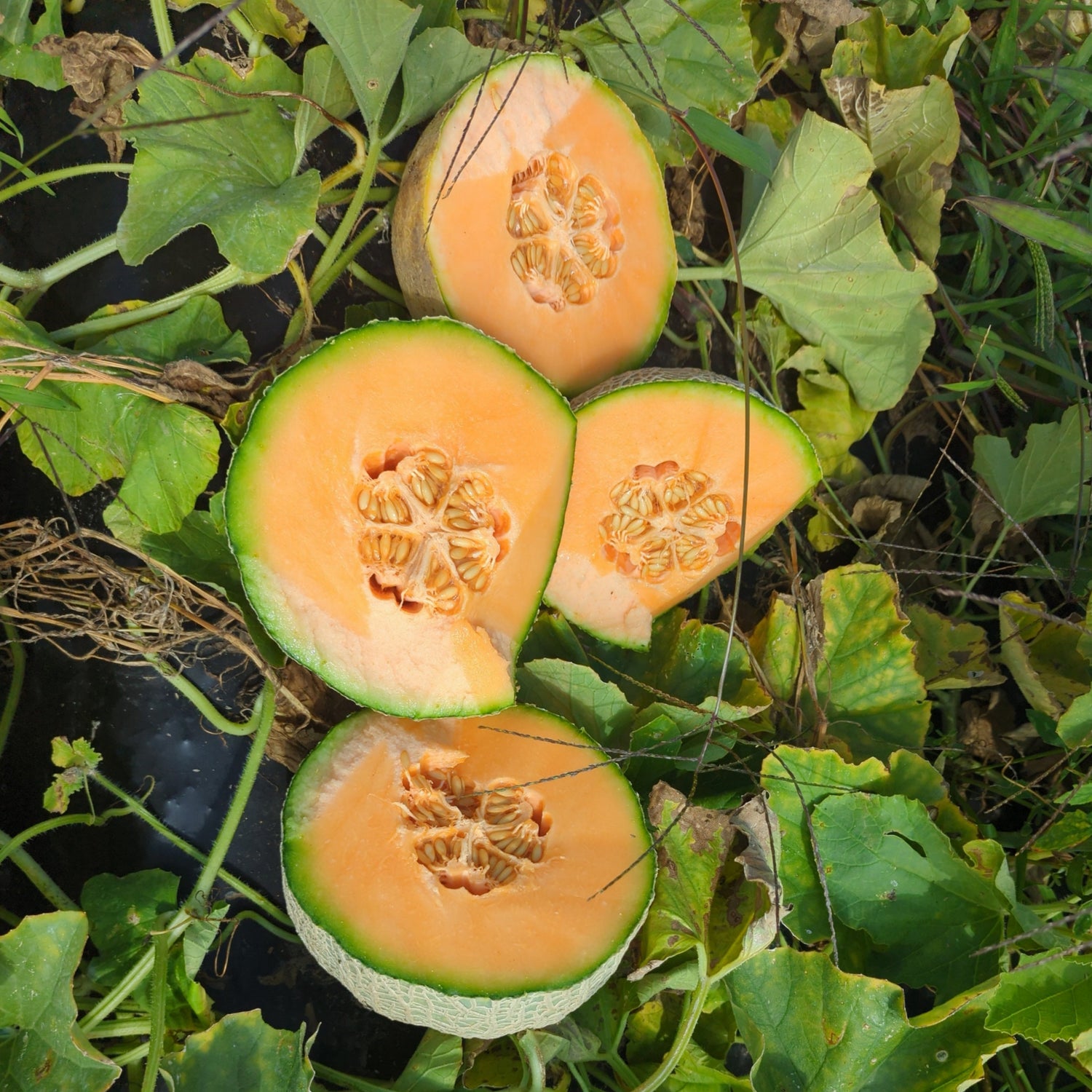 Hybrid Cantaloupe - Athena