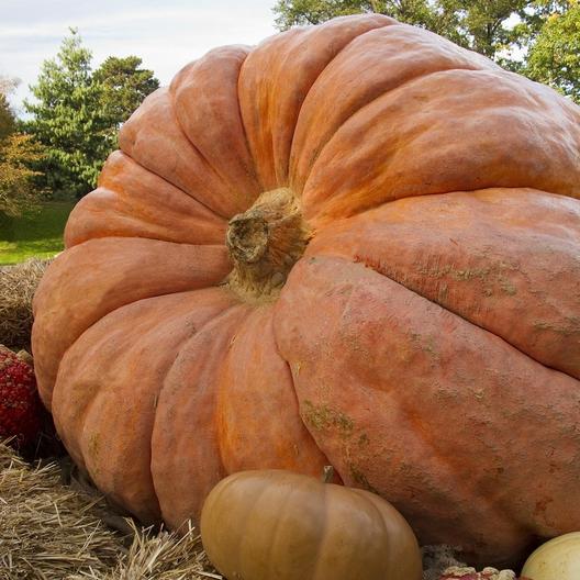 OP Giant Pumpkin - Atlantic Giant