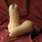Hybrid Butternut Squash - Atlas