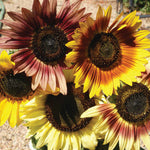 OP Sunflower - Autumn Beauty