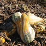 Hybrid Specialty Pumpkin - Autumn Colors Cushaw