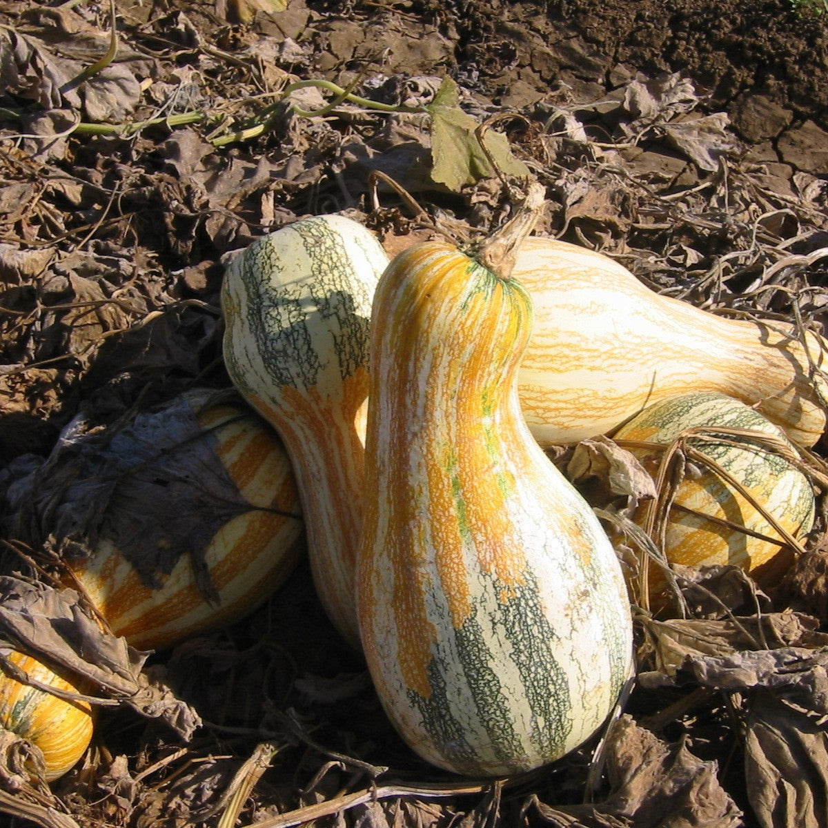 Hybrid Specialty Pumpkin - Autumn Colors Cushaw