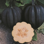 Hybrid Acorn Squash - Autumn Delight