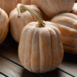 Hybrid Specialty Winter Squash - Autumn Frost