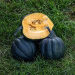 Hybrid Acorn Squash - Autumn Perfection