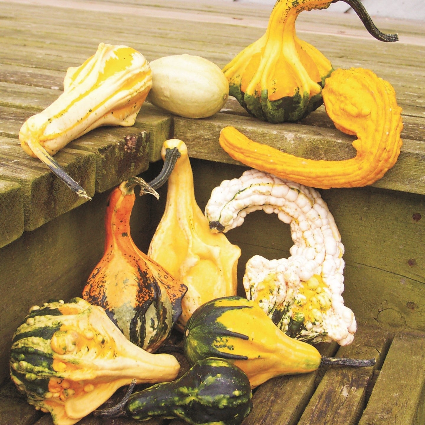 OP Small Gourd - Autumn Wings Medium
