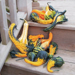 OP Small Gourd - Autumn Wings Small