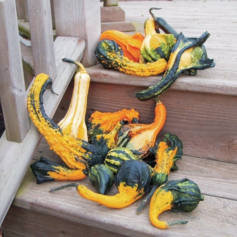 OP Small Gourd - Autumn Wings Small