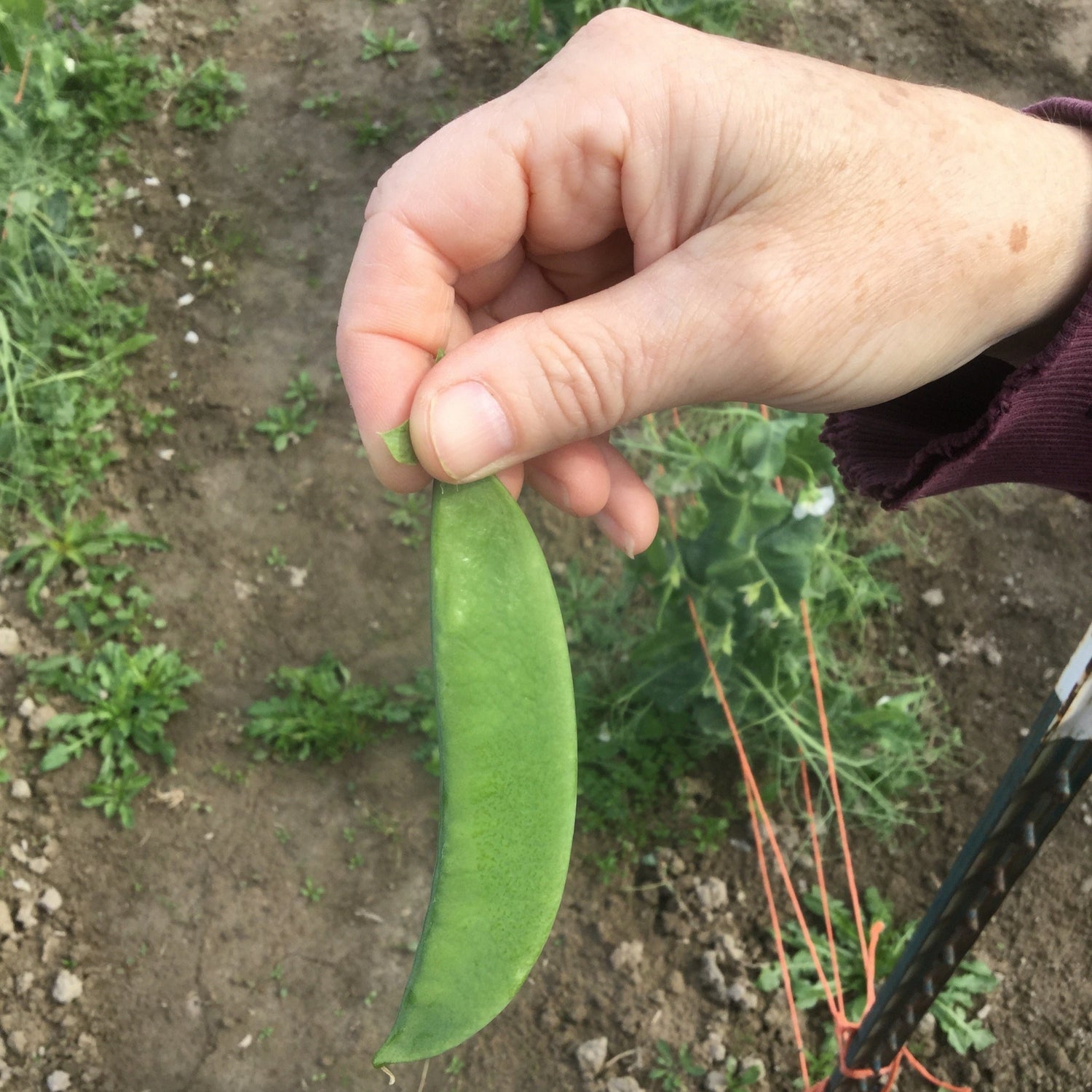 OP Snow Pea - Avalanche (Afila)