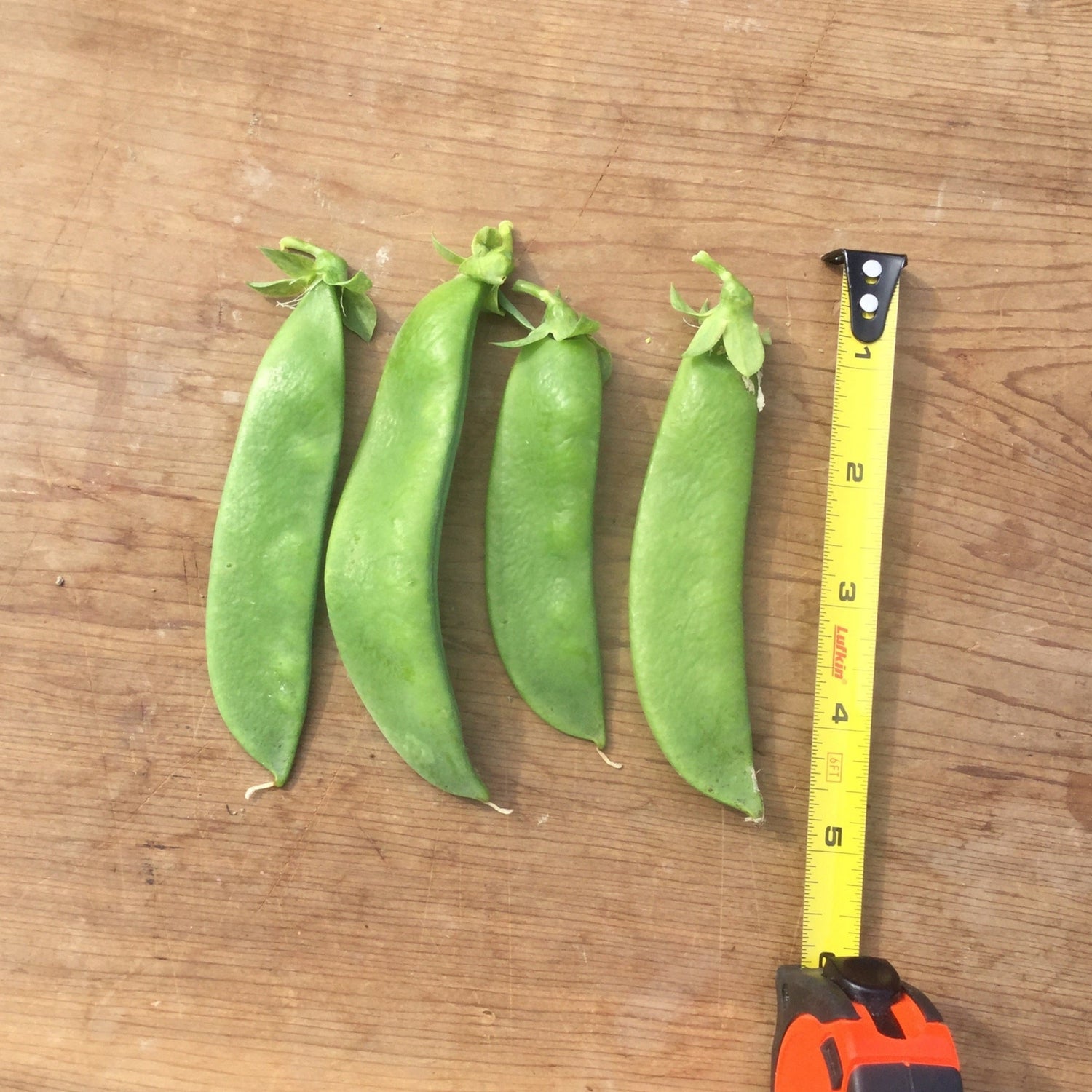 OP Snow Pea - Avalanche (Afila)
