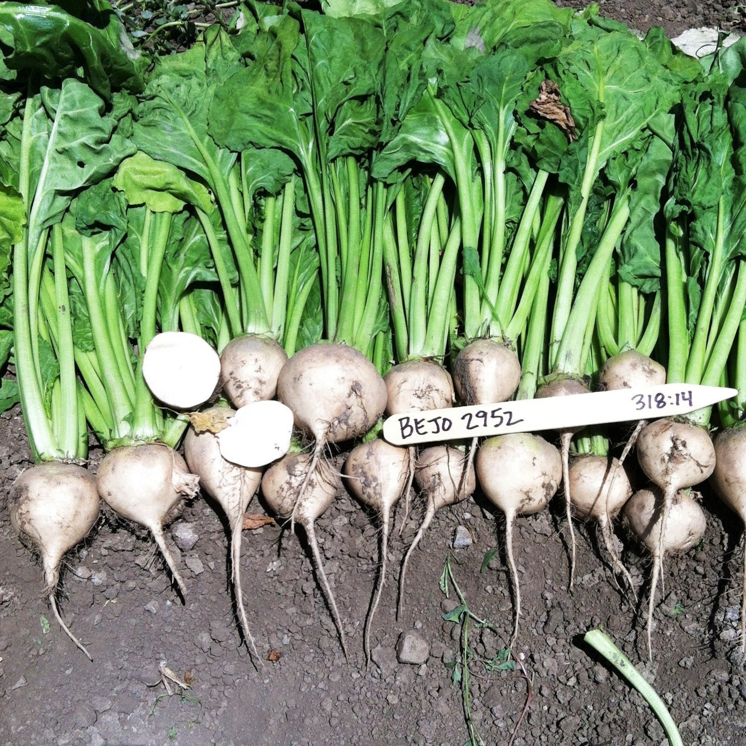 OP White Beet - Avalanche