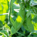 OP Snow Pea - Avalanche (Afila)