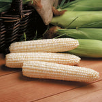 Hybrid Sugar Enhanced White Corn - Avalon