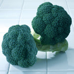 Hybrid Broccoli - Avenger