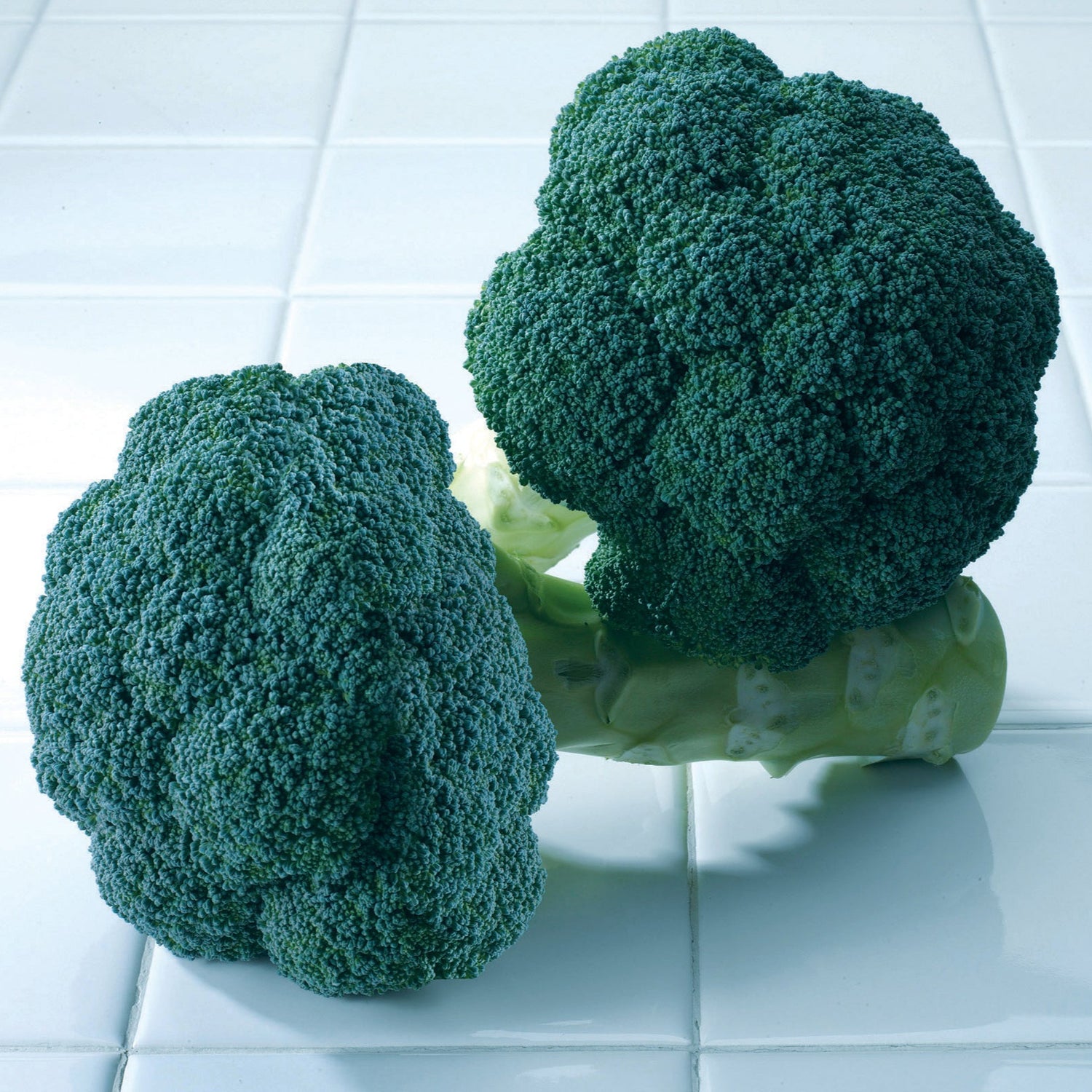 Hybrid Broccoli - Avenger