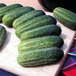 Hybrid Pickling Cucumber - Avenger