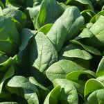 Hybrid Spinach - Avenger