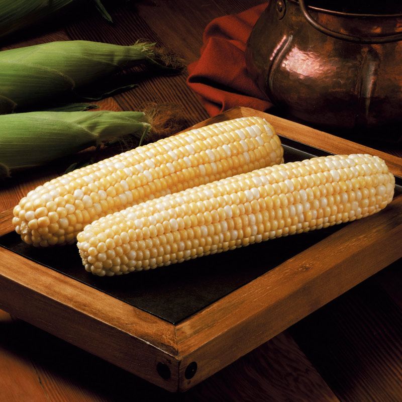 Hybrid Sugar Enhanced Bicolor Corn - BC 0805