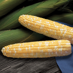 Hybrid Sugar Enhanced Bicolor Corn - BC 0528