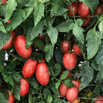 Hybrid Roma/Saladette Red Tomato - BHN 1045