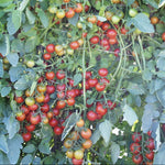 Hybrid Red Cherry Tomato - BHN 268