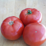 Hybrid Round Red Tomato - BHN 589