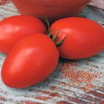 Hybrid Roma/Saladette Red Tomato - BHN 685