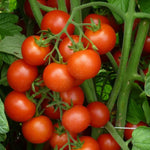 Hybrid Red Cherry Tomato - BHN 762
