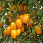 Hybrid Roma/Saladette Yellow Tomato - BHN 783