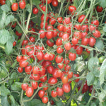 Hybrid Red Grape Tomato - BHN 785