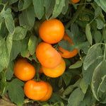 Hybrid Round Yellow Tomato - BHN 871
