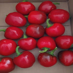 Hybrid Hot Cherry Pepper - BOS 425