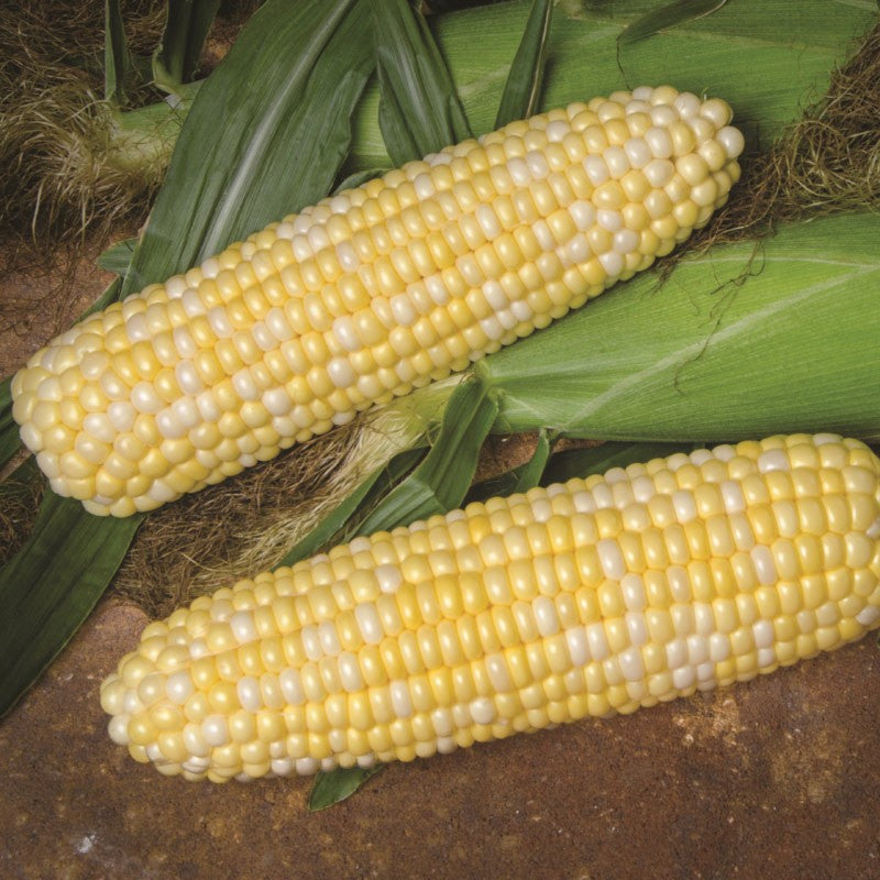 Hybrid Supersweet Bicolor Corn - BSS1075