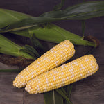 Hybrid Supersweet Bicolor Corn - BSS8021