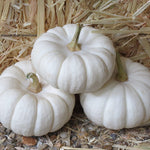 OP White Pumpkin - Baby Boo