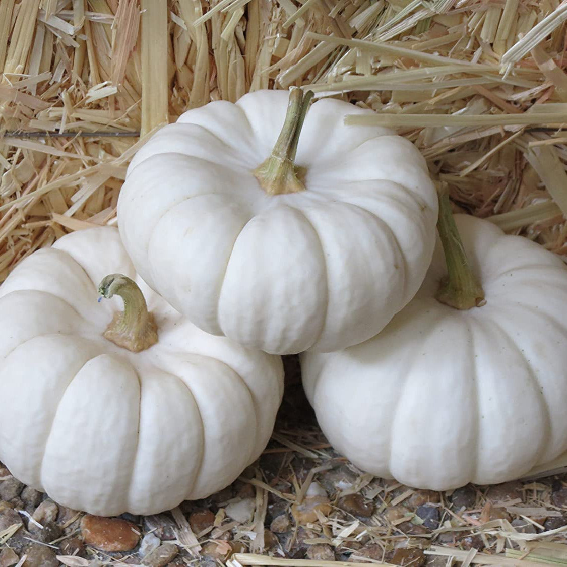 OP White Pumpkin - Baby Boo