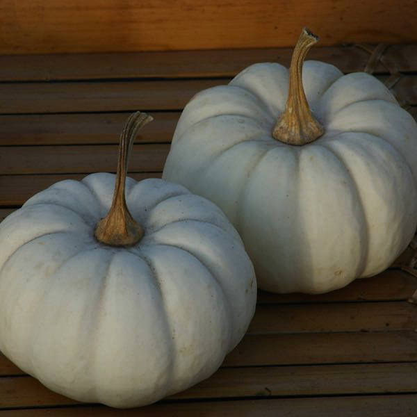 OP White Pumpkin - Baby Boo