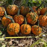 Hybrid Warted Pumpkin - Baby Bumps