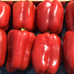 Hybrid Red Bell Pepper - Badger